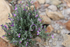 Hebecarpa macradenia