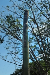 Cereeae