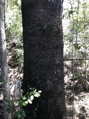 Araucaria bidwillii