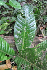 Anthurium ramonense