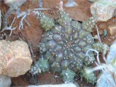 Euphorbia albipollinifera
