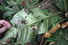 Anthurium ramonense
