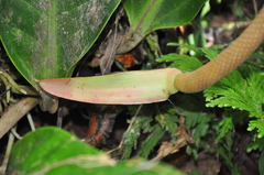 Anthurium ramonense