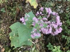 Peteravenia malvifolia