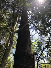 Araucaria bidwillii