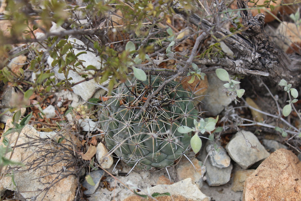 Coryphantha difficilis, Mina, N.L., México