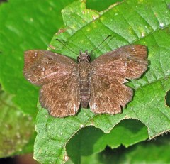 Staphylus ascalon