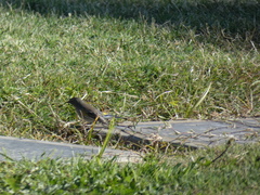 Setophaga coronata auduboni