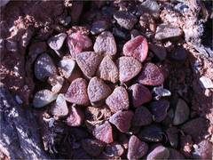 Haworthiopsis bruynsii