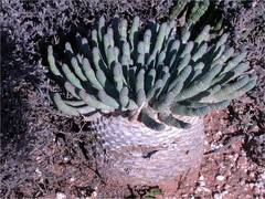 Euphorbia esculenta