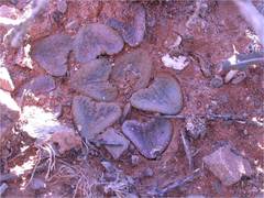 Haworthiopsis bruynsii