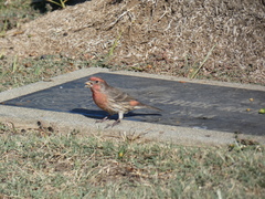 Haemorhous mexicanus