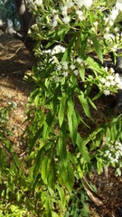 Ageratina liebmannii