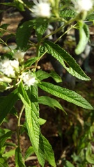 Ageratina liebmannii