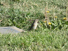Setophaga coronata auduboni