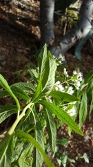 Ageratina liebmannii