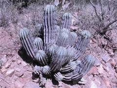 Euphorbia horrida