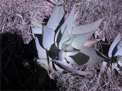 Aloe striata