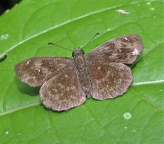 Staphylus ascalon