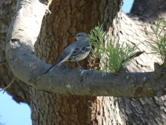 Mimus polyglottos