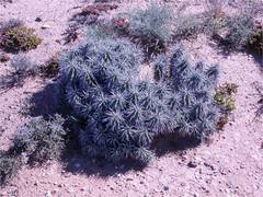 Euphorbia ferox