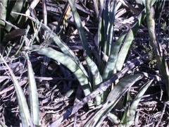 Sansevieria cylindrica