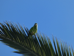Brotogeris chiriri