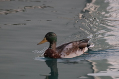 Anas platyrhynchos