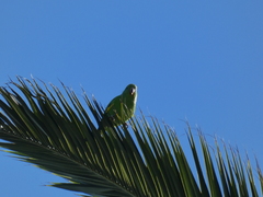 Brotogeris chiriri