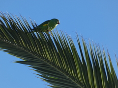 Brotogeris chiriri