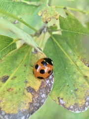 Coccinella septempunctata
