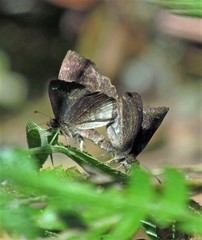Staphylus ascalon