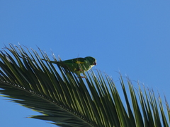 Brotogeris chiriri