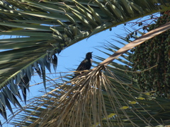 Sturnus vulgaris