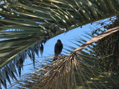 Sturnus vulgaris