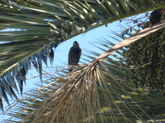 Sturnus vulgaris
