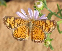Phyciodes tharos riocolorado