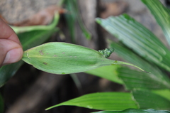 Spathiphyllum quindiuense