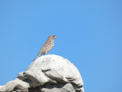 Haemorhous mexicanus