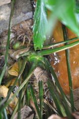 Spathiphyllum quindiuense