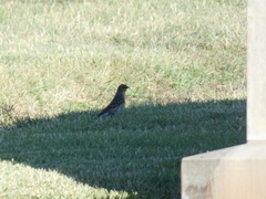 Setophaga coronata auduboni