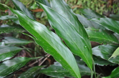 Spathiphyllum quindiuense