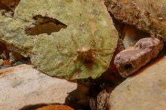 Halicarcinus