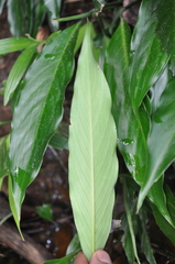 Spathiphyllum quindiuense