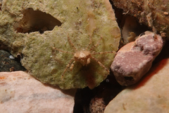 Halicarcinus