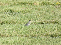 Setophaga coronata auduboni
