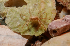Halicarcinus