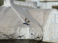 Setophaga coronata auduboni