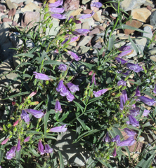 Penstemon lyallii