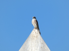 Falco sparverius